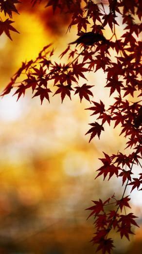 Fall Leaves iPhone Wallpaper HD