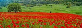 Single Tree Poppy Field Apulia Italy Photo Information