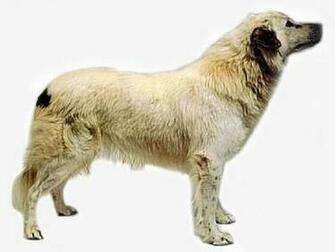 Aidi Dog Photo And Wallpaper Beautiful Pictures