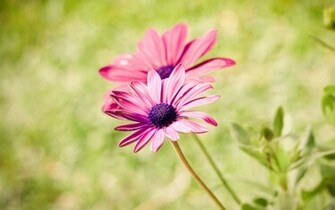 Wallzoa Nature Wallpaper Summer Flowers Html