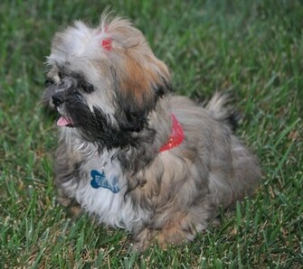 Shih Tzu Puppy HD Wallpaper Animals