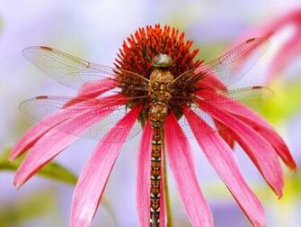Desktop Wallpaper Gallery Nature Migrant Hawker Dragonfly
