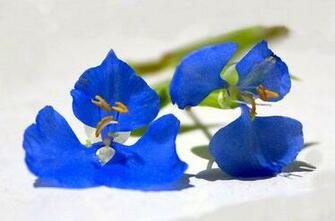 Tiny Blue Flower A On White Background This Is