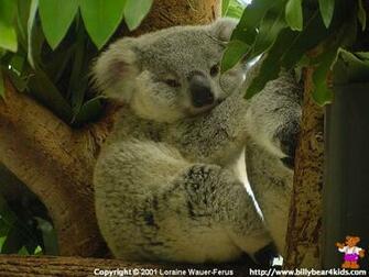 Billybear4kids Desktop Wallpaper Koala Dsc01728 Html