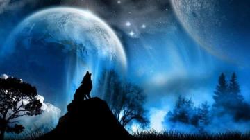Wolf Wallpaper Timber Club Photo