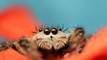 Wallpaper Jumping Spider 5k 4k 8k Macro Black Eyes