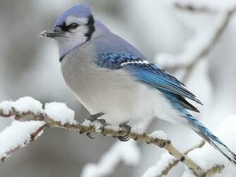 Wallpaper Blue Jay