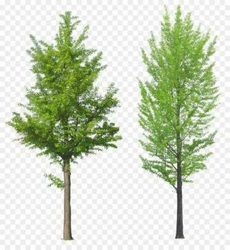 Family Tree Background Clipart Plant Pine Transparent