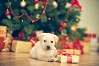 Don T Give Pets As Holiday Gifts Unless The Recipient Is Prepared