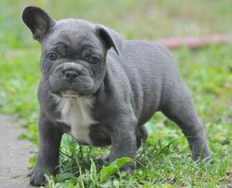 French Bulldog Justadogg