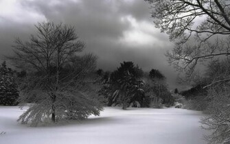 Widescreen HD Wallpaper Nature Flowers Winter Night