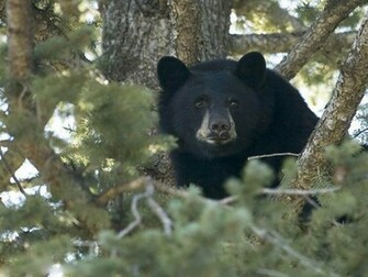 Bear Wallpaper Black