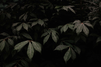 Embrace The Dark Green And Enjoy Nature Wallpaper