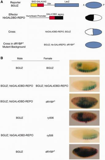 Repo Domain Silencing Of Bguz A Pcg Dependent Er Requires