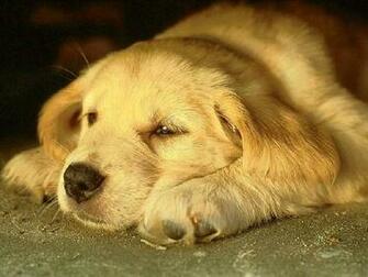All Desktop S Wallpaper Shy Pet Dog Animal