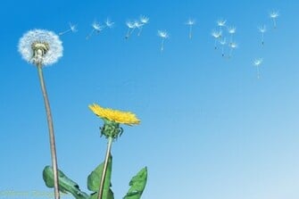 Dandelion Blowing