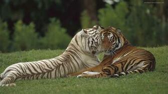 Interracial Lovin Sfw Our Beautiful World Tiger Wallpaper