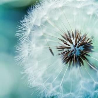 iPad Wallpaper Collection Covers Heat