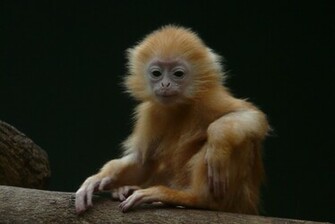 Adorable Baby Monkey Wallpaper Celebrity