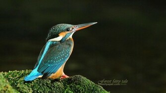 Birds HD Photo Bestepics