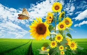 Sunflower HD Wallpaper Background Image