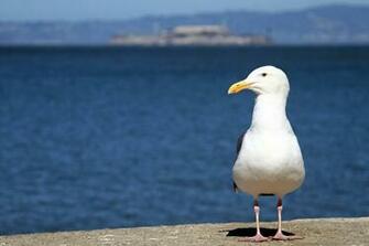 Gull With Alcatraz In The Background Nicko S Big Picture