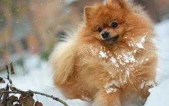 Dog In Winter Wallpaper By Hoaphuc Revelwallpaper Net