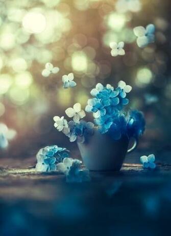 Blue Flowers Wallpaper World Flower Trending Entertaining