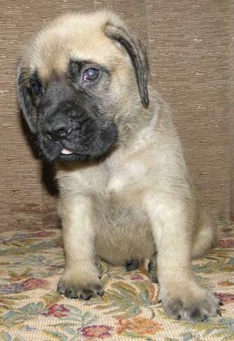 English Mastiff Puppy Photo And Wallpaper Beautiful Funny