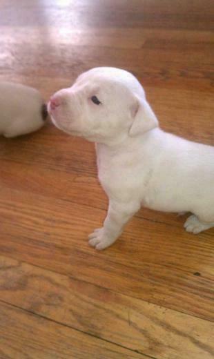 Red Nose Pitbull Puppies Photos All Pictures And
