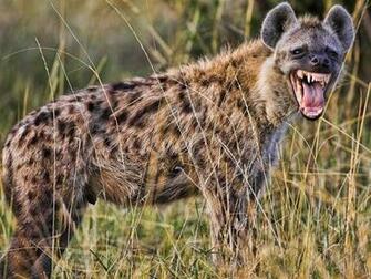 Hyena HD Desktop Wallpaper