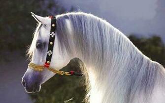 Arabian Horse Photo Gallery Wallpaper