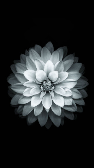 Pink Black And White Wallpaper