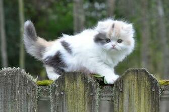 Very Cute Munchkin Cat Kitten Wallpaper