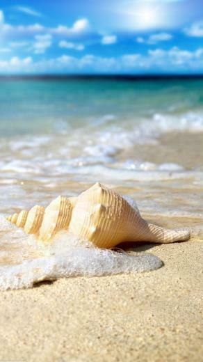 Shell On The Beach Mobile Wallpaper
