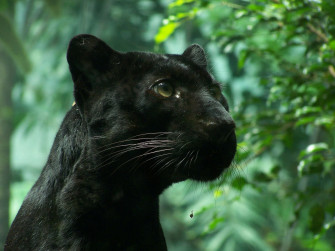 Cute Black Panther Wallpaper