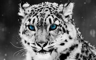 Wallpaper Snow Leopard Face Big Cat Predator