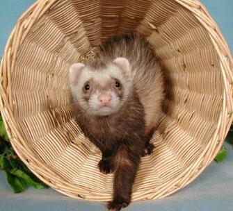 Ferret Background
