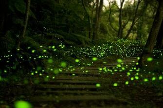 Lightning Bugs Wallpaper Of