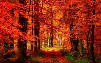 Forests Fall Path Leaves Forest Autumn Trees Colors