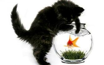 Cat And Fish Wallpaper Image Pictures Photos