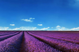 Stunning Lavender Fields Showing Nature S Beauty Wallpaper