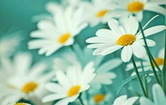 Phone Screensavers Wallpaper Flowers