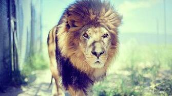HD Hipster Lion Wallpaper
