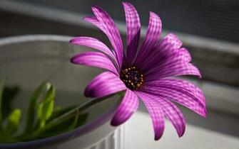 Flower Wallpaper Purple Wallaper Background