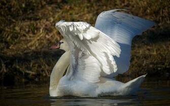 Explore The Collection Birds Swans Mute Swan