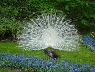 White Peacock Wallpaper Beautiful Desktop