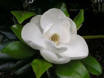 Wallpaper Southern Magnolia Flower
