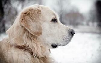 Labrador Retriever Wallpaper HD Early