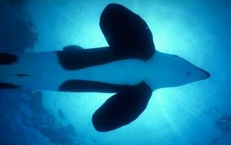Orca Whale Wallpaper HD Girls